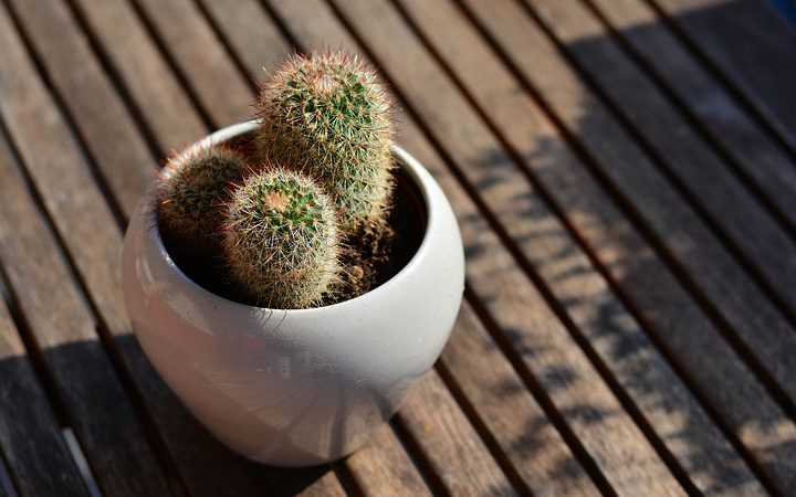 Wypoczynek oraz relaks na działce a zakupy do ogrodu