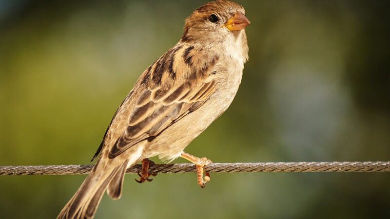 Koncepcja reklamowania ptactwa żyjącego w Polsce, jak i poszerzania wiadomości o środowisku naturalnym